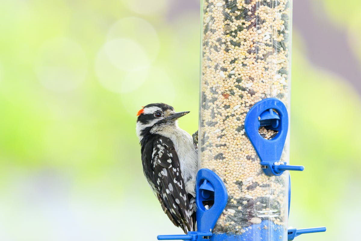 Garden Bird Fledglings